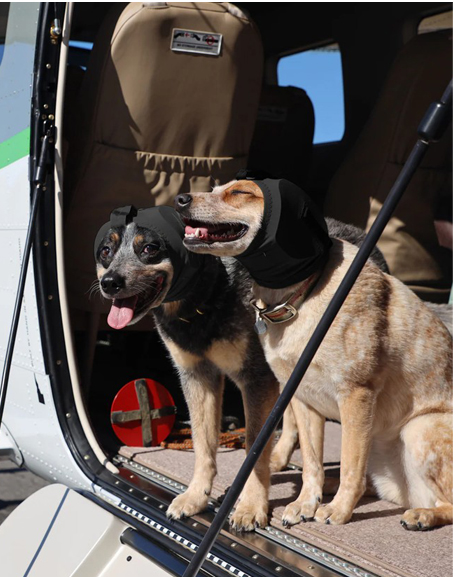 Rex Specs - Štitnik za uši za psa protiv buke - Prigušivanje zvuka do 95 dB - Slika 6